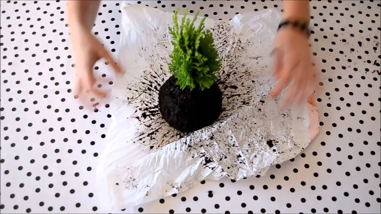 Cómo hacer un kokedama